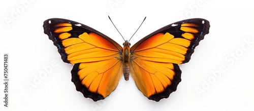 Vibrant Orange Butterfly Soaring Gracefully Against a Clean White Background