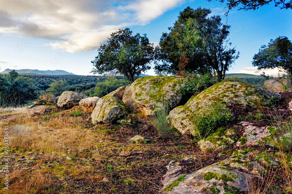Rocas con musgo y encinas Rocas con musgo y encinas