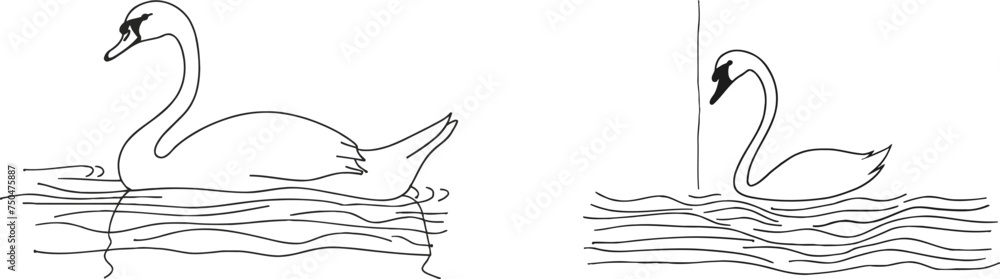 Single Line Swan Swim Swimming on Water Lake River Single Line Swan Swim Swimming on Water Lake River