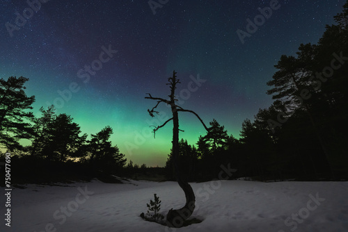 Night outdoor scene in Estonia in winter. Dry tree in the forest, sky with stars and northern lights. photo