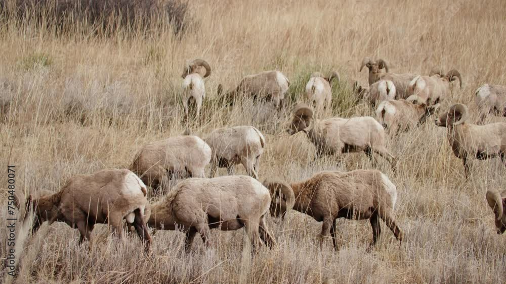 Herd of bighorn sheep grazing in Garden of the Gods, Colorado Springs, daytime, in natural habitat Herd of bighorn sheep grazing in Garden of the Gods, Colorado Springs, daytime, in natural habitat
