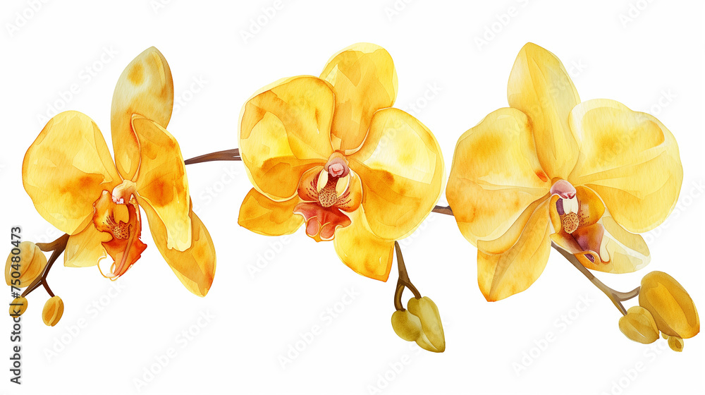 Obraz premium yellow orchid, tropical flowers, isolated white background, watercolor illustration, botanical card