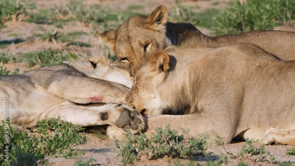 Lioness Licking Freshly Killed Animal In The Savannah. - close up shot Lioness Licking Freshly Killed Animal In The Savannah. - close up shot
