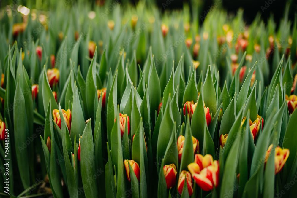 Fototapeta premium Flowers background with red tulips