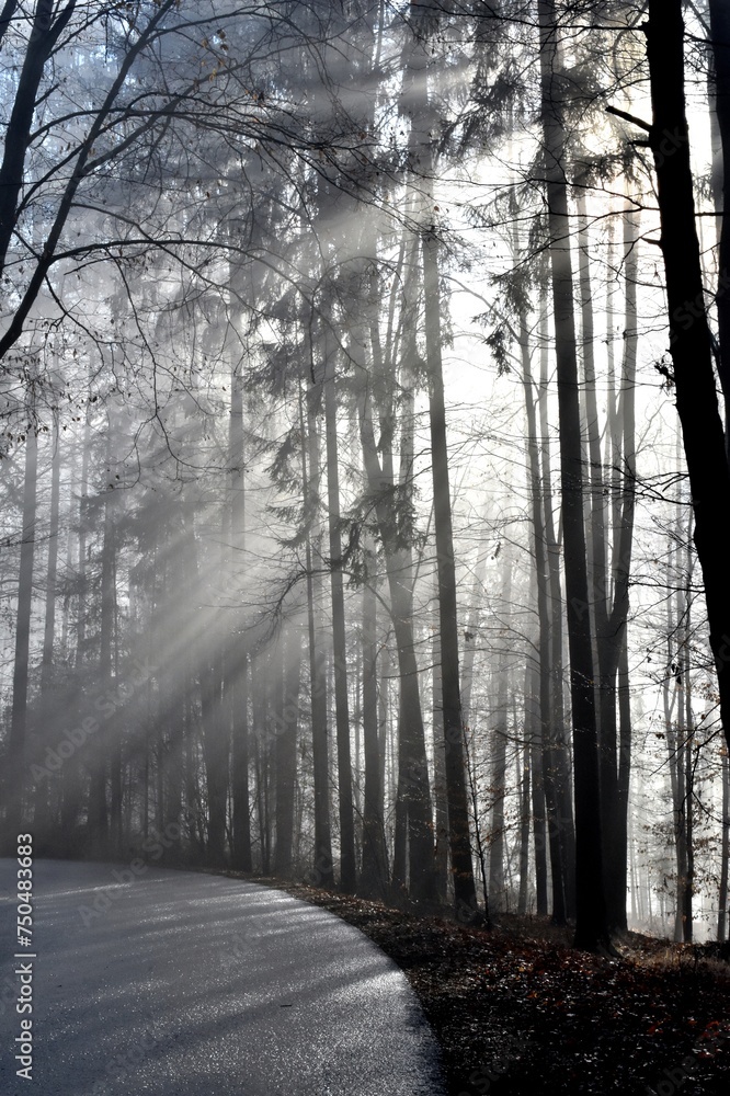 Obraz premium Mystisch schickt die frühe Vormittagssonne ihre Strahlen durch den Wald