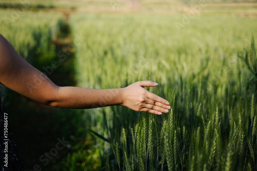 Close up of young woman walking in a wheat field at sunrise, touching green ears of wheat with her hands © Prathankarnpap