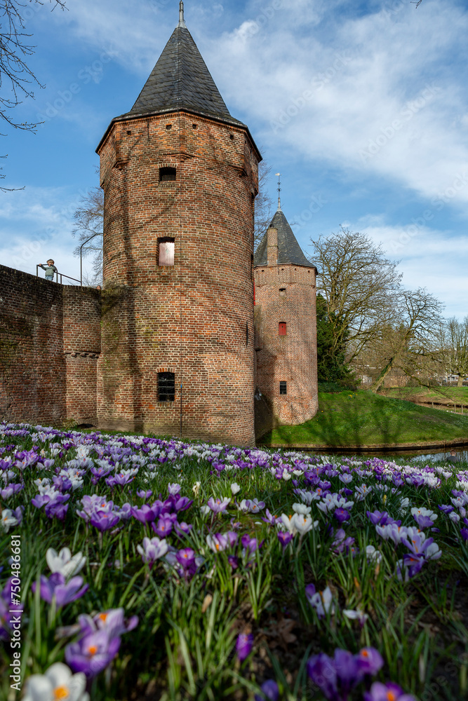 Field of purple and white Crocus flowers in the foreground with medieval city wall towers of Dutch city Amersfoort behind on a sunny day