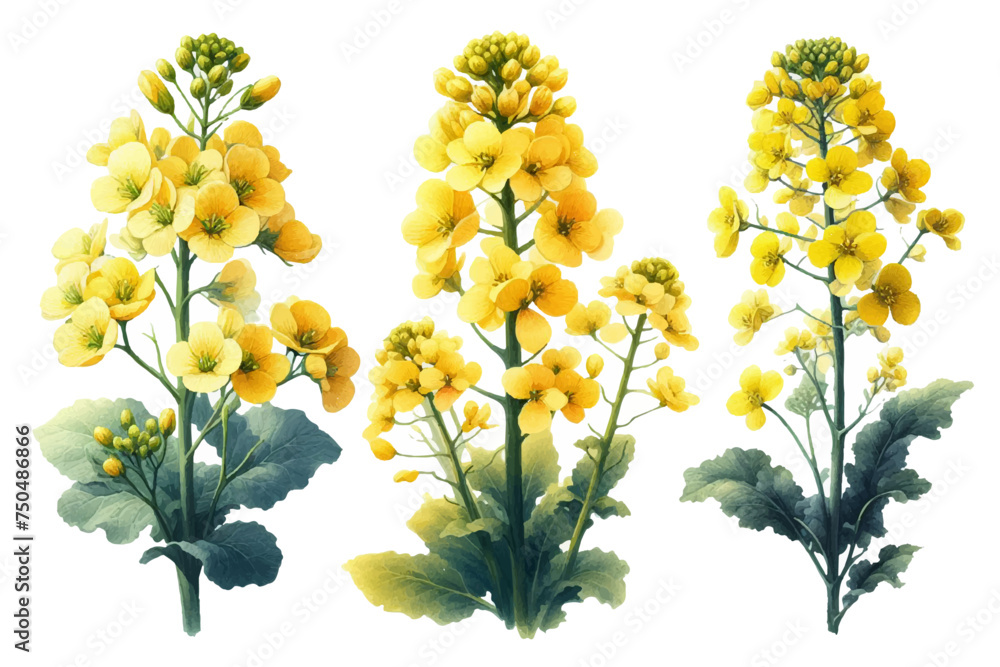 Watercolor illustration material set of rapeseed flowers