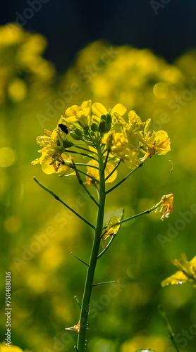 Dew drops on beautiful yellow flower. Mustatd plant flower with yellow and floral background for wallpaper.