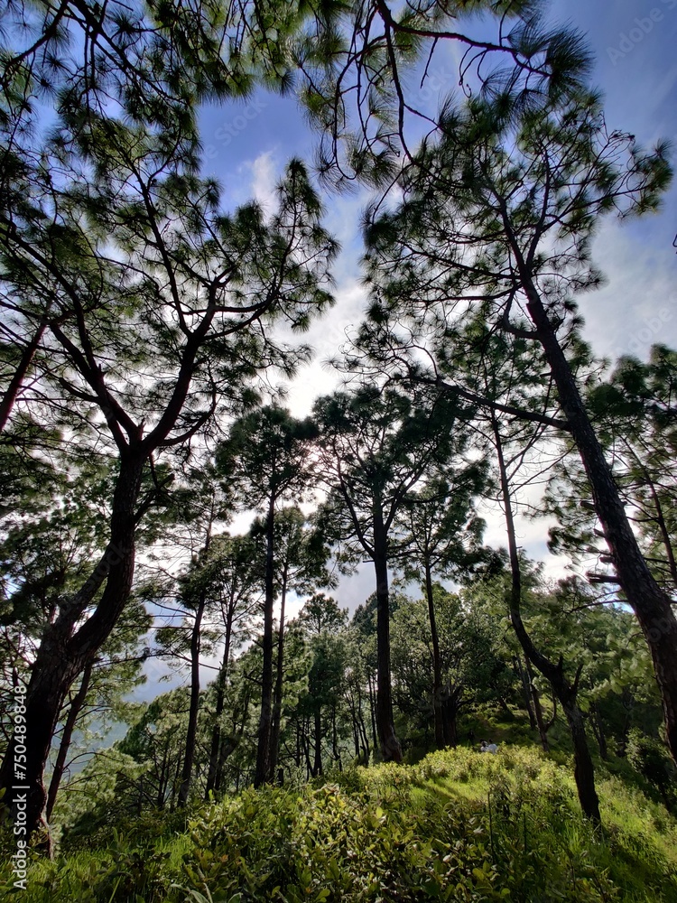 trees in the woods trees in the woods