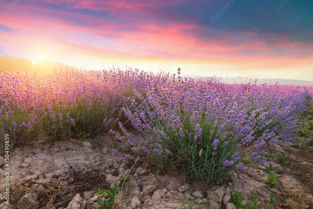 Lavender field summer sunset landscape near Valensole.Provence,France. High quality photo