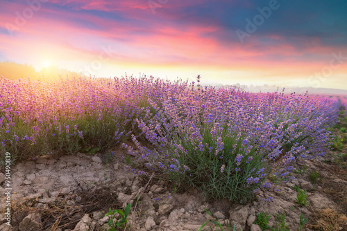 Lavender field summer sunset landscape near Valensole.Provence France. High quality photo
