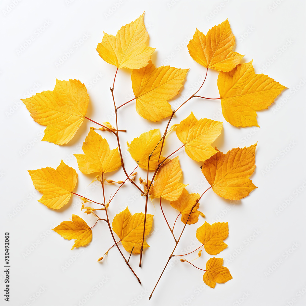 leaf, autumn, maple, isolated, fall, nature, leaves, yellow, red, tree, white, season, orange, plant, color, brown, green, foliage, closeup, natural, golden, colorful, seasonal, botany, gold