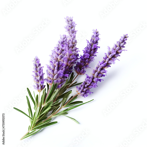 flower, purple, lavender, nature, plant, flowers, garden, summer, spring, flora, blossom, bloom, herb, field, violet, beauty, color, blue, isolated, floral, macro, pink, herbal, perfume, wildflower