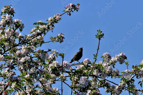 Auf einem im Frühling prächtig blühenden Obstbaum sitzt ein Star vor blauem Himmel photo