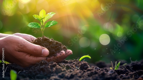 Farmers' hands nourishing a tree on fertile soil, with bokeh background / protecting nature / nurturing baby plants / Earth day concept