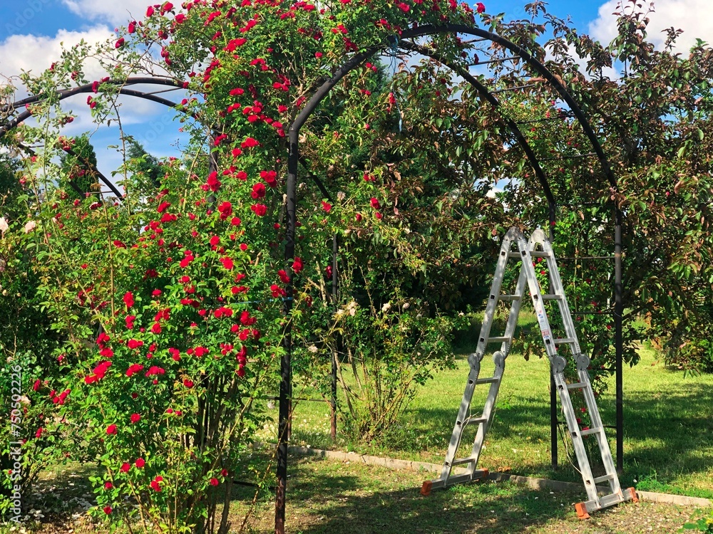 apple orchard in spring