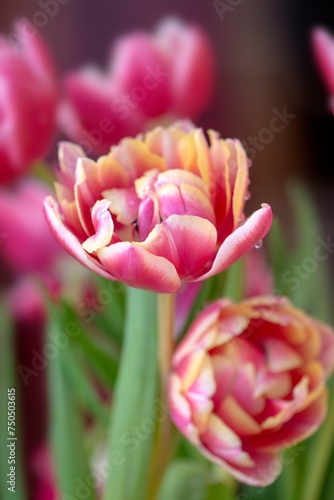 closeup of beautiful pink and yellow double-flowered tulip  in a bouquet