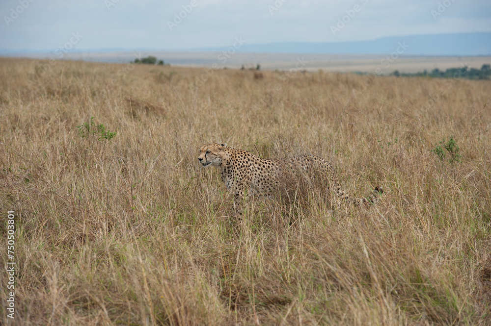cheetah in the vast wilderness of Africa cheetah in the vast wilderness of Africa