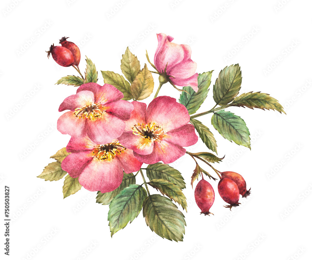 Αυτοκόλλητο Watercolor pink wild rose hip with buds, berries and flower, leaves