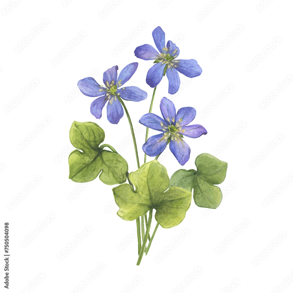 Bouquet with flowers of the blue Anemone hepatica (Hepatica nobilis, liverleaf, liverwort, kidneywort, pennywort). Watercolor hand drawn illustration isolated on white background Bouquet with flowers of the blue Anemone hepatica (Hepatica nobilis, liverleaf, liverwort, kidneywort, pennywort). Watercolor hand drawn illustration isolated on white background