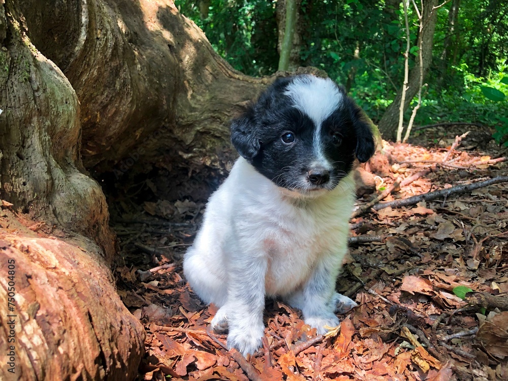 Fototapeta premium english cocker spaniel
