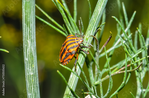 Red and black Italian striped beetle or minstrel bug (Graphosoma lineatum). Stink bug on a leaf. photo