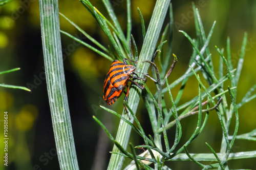 Red and black Italian striped beetle or minstrel bug (Graphosoma lineatum). Stink bug on a leaf.