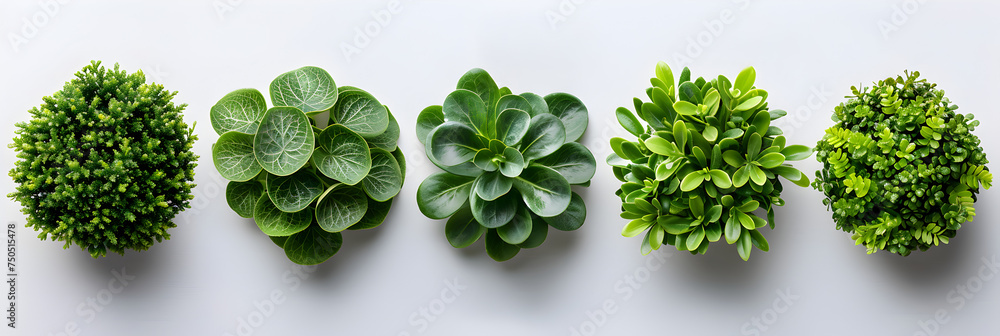 Top View of Various Decorative Green Bushes or Shrubs, Green bushes of different types with white background