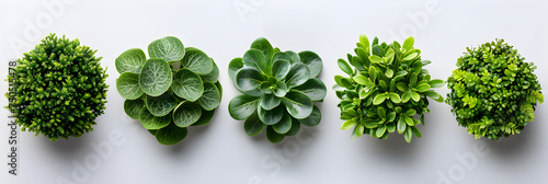 Top View of Various Decorative Green Bushes or Shrubs, Green bushes of different types with white background