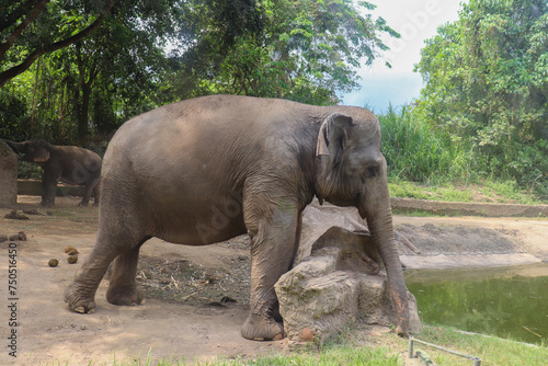 The Elephant on his habitat