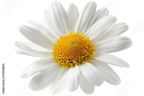 Isolated white chamomile flower