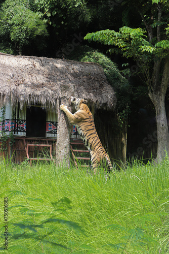 Asian Tiger on hunting prey on jungle