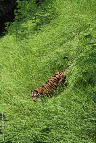 Asian Tiger on hunting prey on jungle