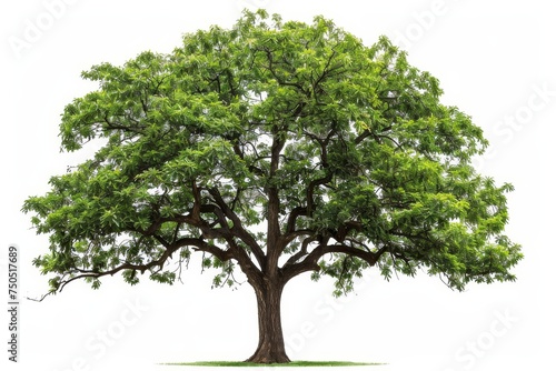 Isolated Walnut Tree (Latin name: Juglans regia). Please visit my portfolio for more isolated trees.