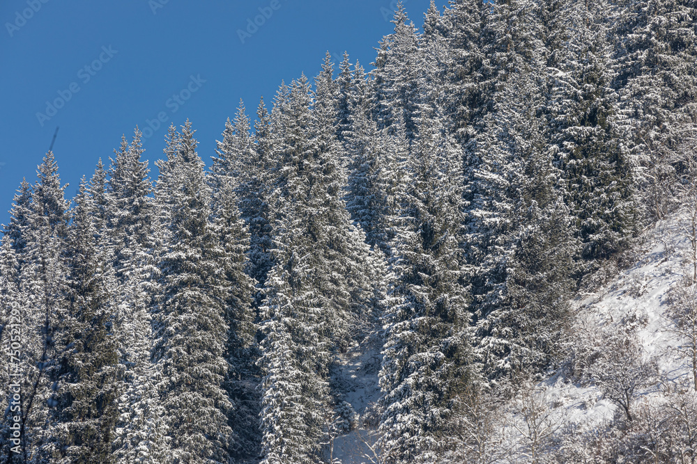 snow covered trees in the mountains