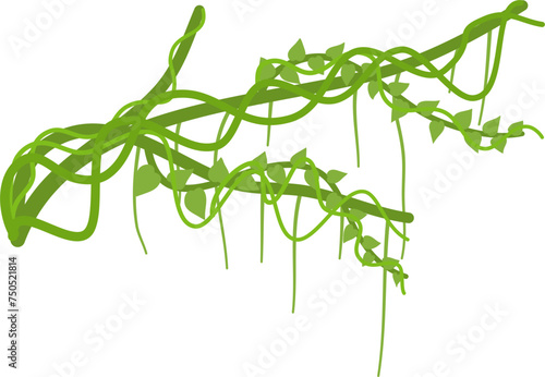 Lianas branch with vines