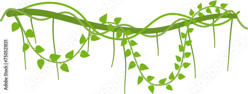 Lianas branch with vines