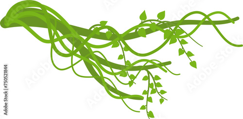 Lianas branch with vines