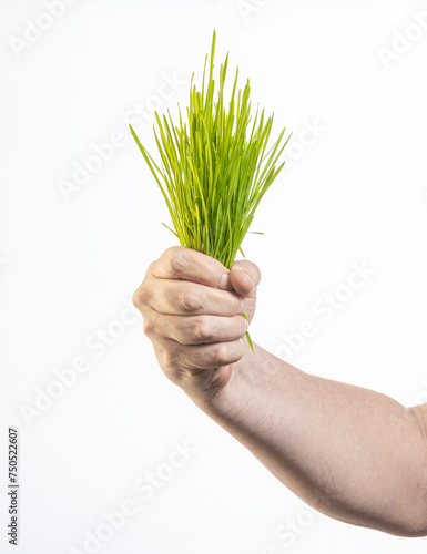 hands holding a green grass