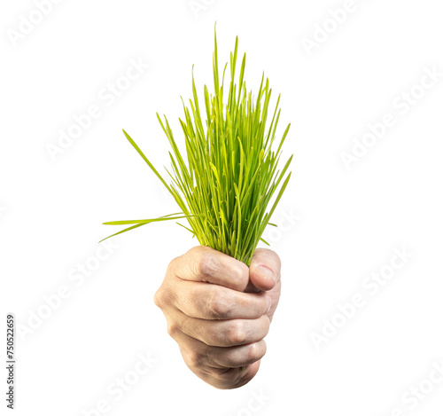 hand holding a green grass isolated