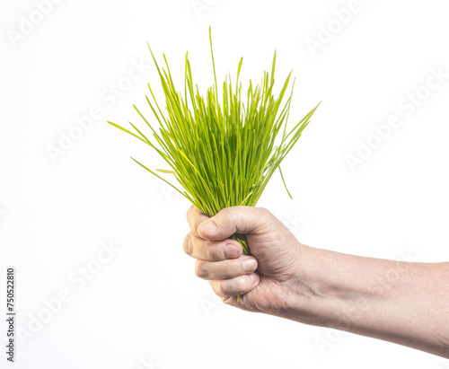 hand holding green grass