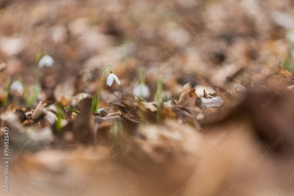 Snowdrop - Galanthus nivalis first spring flower. White flower with green leaves. Snowdrop - Galanthus nivalis first spring flower. White flower with green leaves.