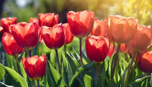 red tulips on a sunny day beautiful outdoor composition in the garden