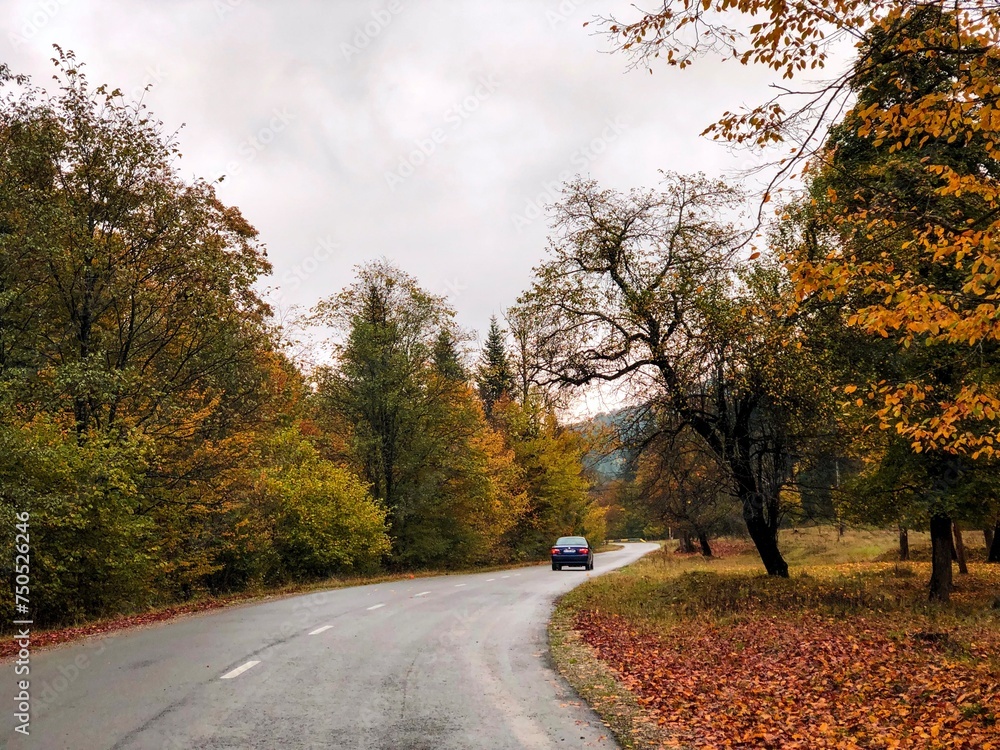 Fototapeta premium autumn in the park