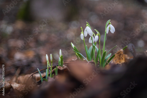 Snowdrop - Galanthus nivalis first spring flower. White flower with green leaves.