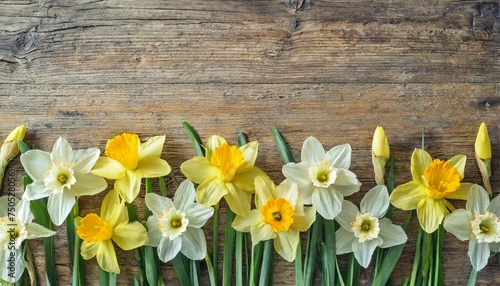 spring daffodils border