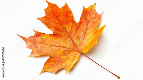 Yelloworange maple leaf