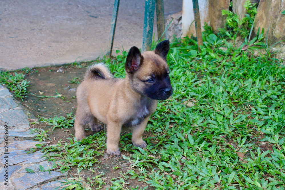 Small puppy on green grass. A puppy stands on the ground on green grass on a farm. Small puppy on green grass. A puppy stands on the ground on green grass on a farm.
