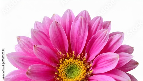 beautiful pink flower isolated on a white background